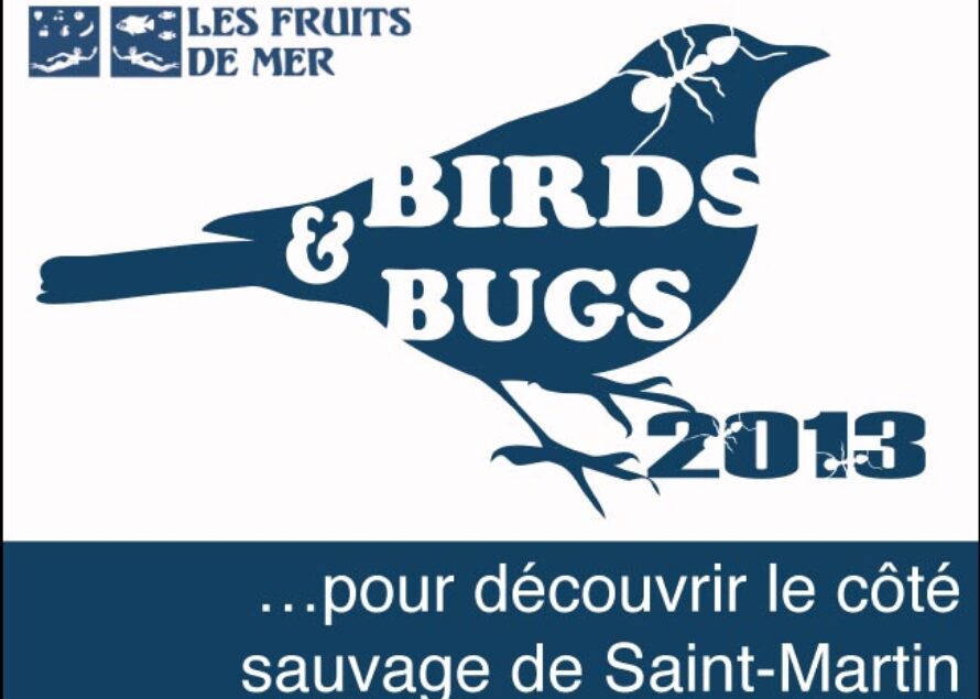 Saint-Martin. Plus de 200 participants enthousiasmés par Birds & Bugs 2013 malgré la pluie
