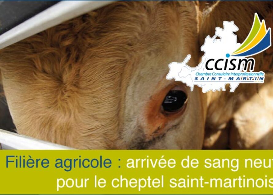 Saint-Martin. Des signes concrets de l’organisation de la filière agricole, dynamique insufflée par la CCISM
