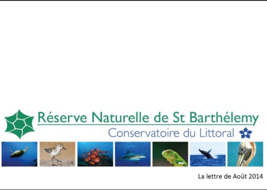 Environnement – La lettre de la Réserve Naturelle de Saint-Barthélemy