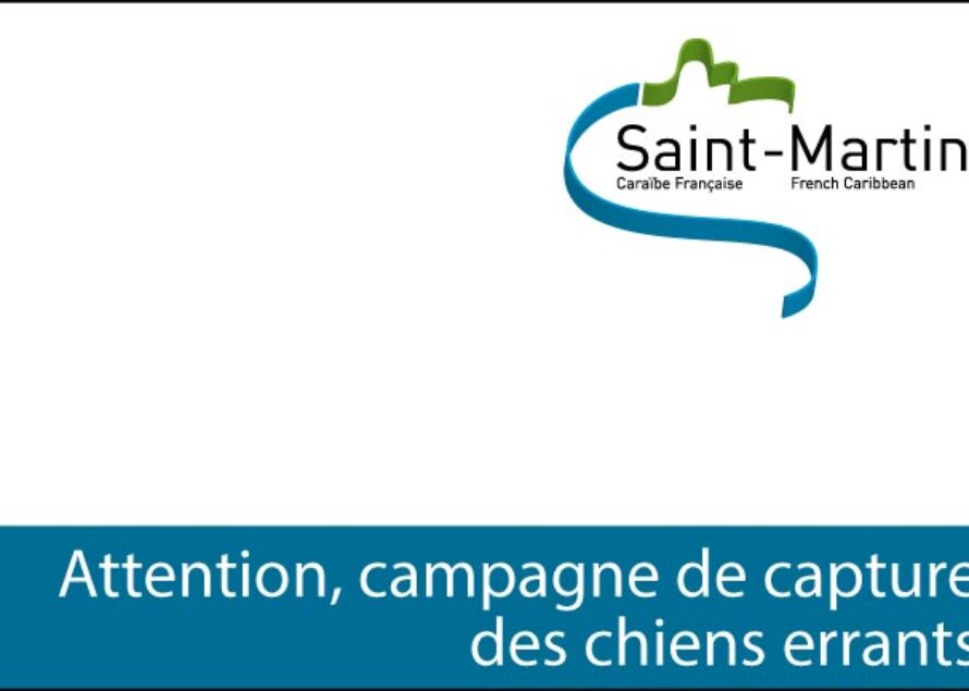 Saint-Martin – Prochaine campagne de capture des chiens errants