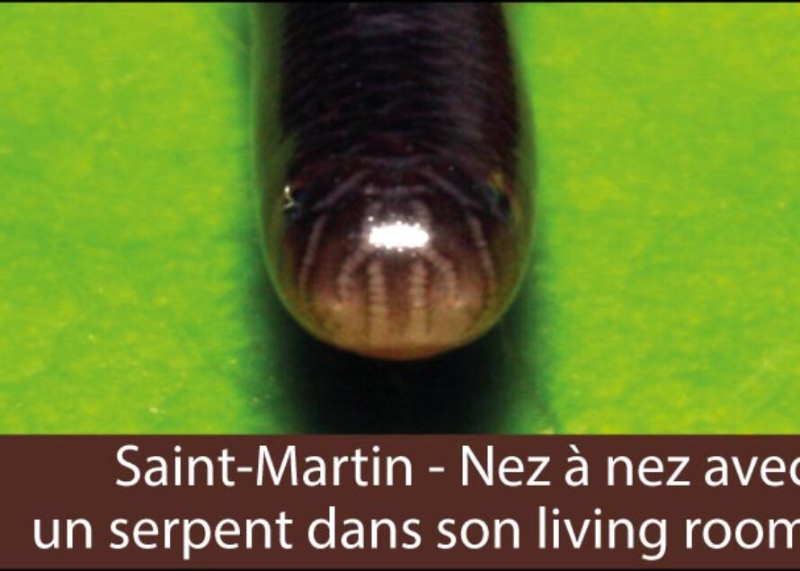 Saint-Martin – Nez à nez avec un serpent dans son living room