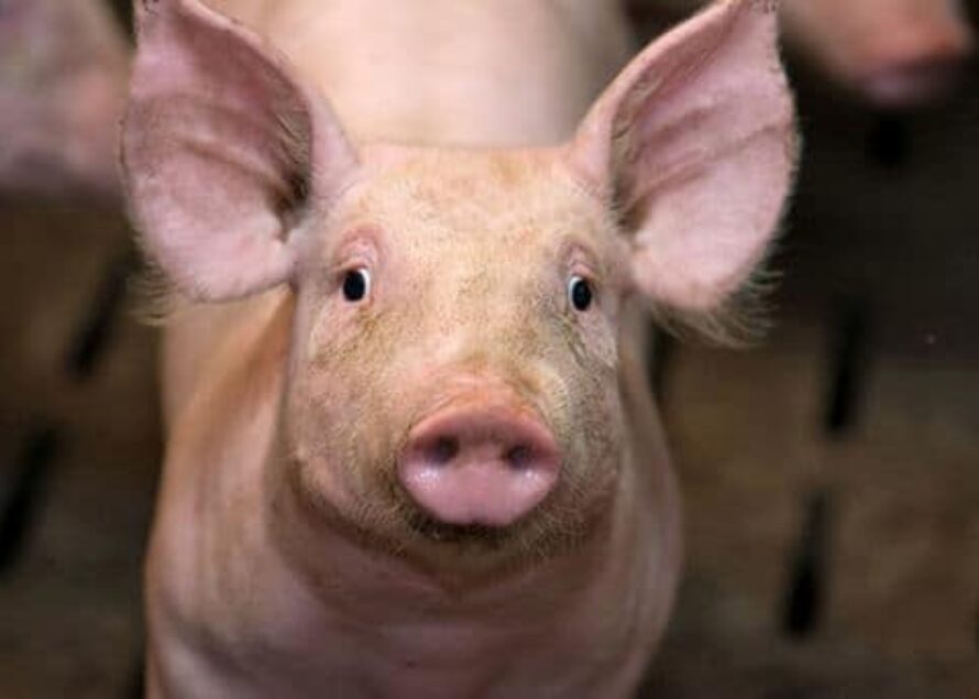 Crise du Porc : Un lisier qui sent mauvais pour le gouvernement et les éleveurs