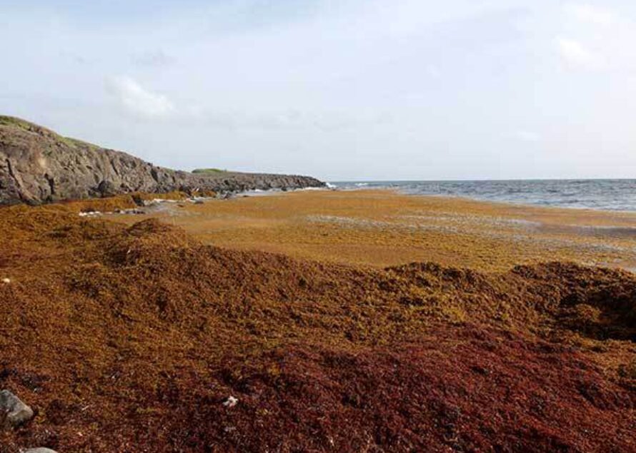 Antilles : Des fonds et une conférence pour lutter contre les algues sargasses