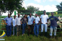CCI Saint-Martin – Déplacement en Martinique pour la filière élevage