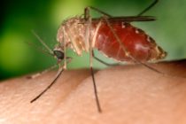 Le Zika peut subsister longtemps dans le corps humain