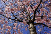 20 mars : c’est le printemps alors que la date communément admise pour le début du printemps correspond au 21 mars