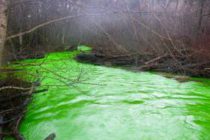 Une rivière à Victoria tourne mystérieusement au vert fluo