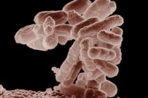E. coli: l’attaque des mutants