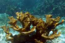 CARAIBES: Les coraux des Caraïbes ravagés par un pathogène humain