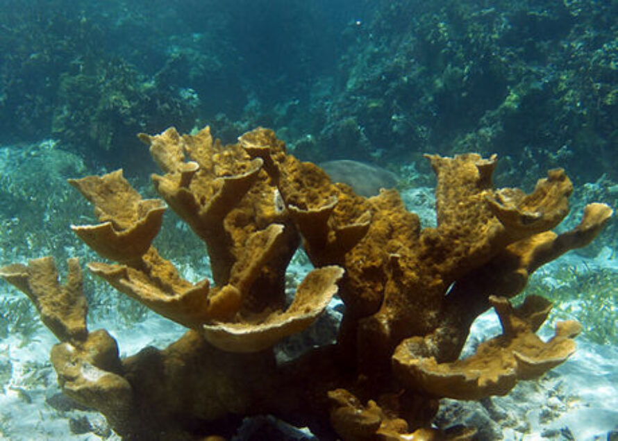 CARAIBES: Les coraux des Caraïbes ravagés par un pathogène humain