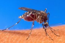 Un cas de Zika signalé à Porto Rico