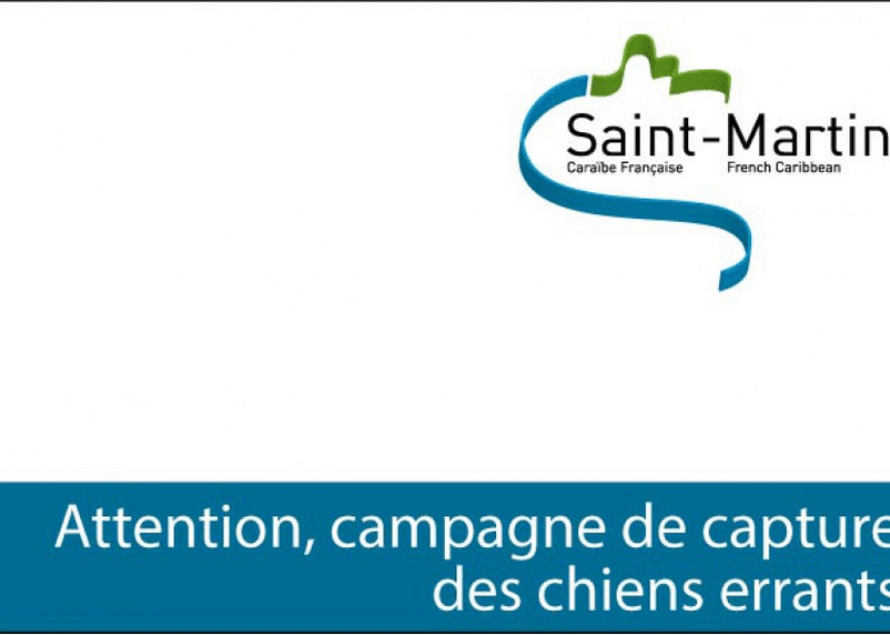 Saint-Martin : Capture de chiens errants du 1er au 16 juin 2015