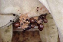 Groupement de Défense Sanitaire du bétail de St Martin