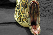 Canada : Tués dans leur sommeil par un python