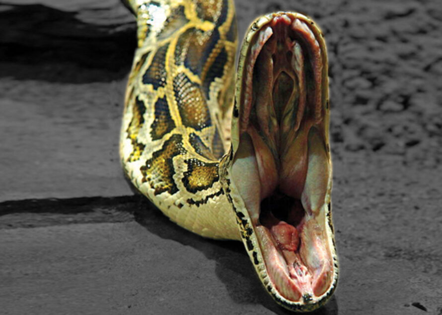 Canada : Tués dans leur sommeil par un python