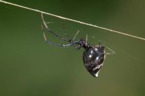 A piece of St Martin Wild Life – Dewdrop Spiders