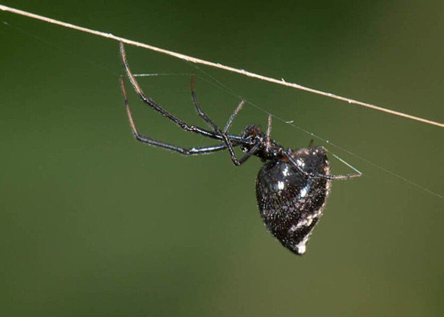 A piece of St Martin Wild Life – Dewdrop Spiders