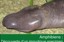 Brésil : un nouvel amphibien découvert aux caractéristiques physiques bien… subjectives