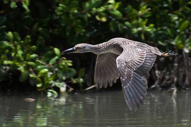 The yellow-crowned night heron - First Year