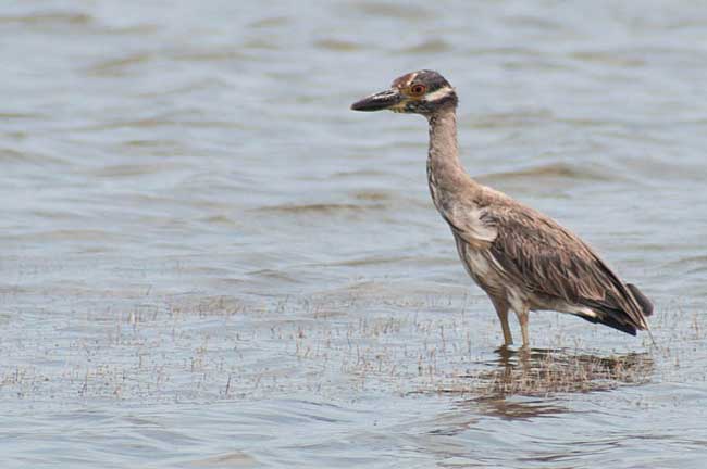 The yellow-crowned night heron - Second Year