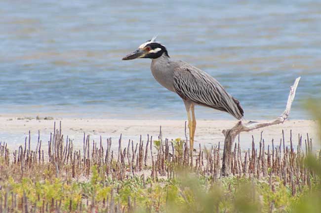 The yellow-crowned night heron - Adult