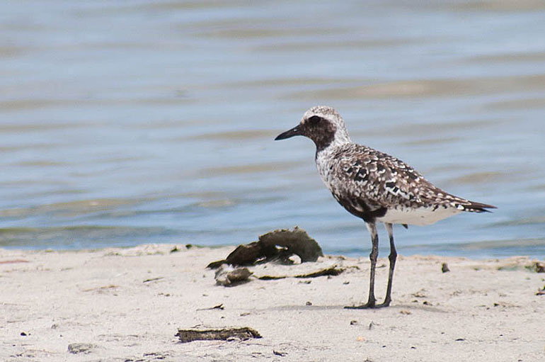 A semipalmated sandpiper at Salines d'Orient