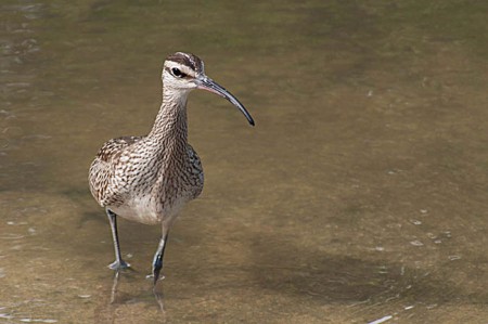 This whimbrel has just arrived on St. Martin and is noticeably very skinny. It will probably stay here for the rest of the winter.