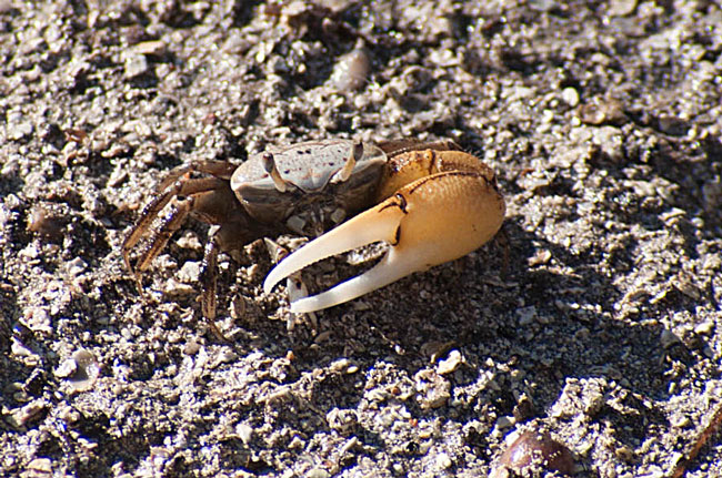 Along with snails and insects, fiddler crabs are one of the primary foods for many of our migratory shorebirds