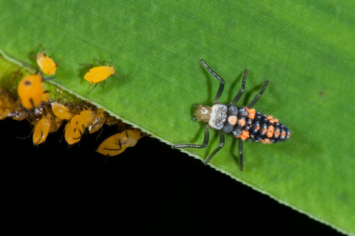 A hungry ladybug larva approaches a colony of oleander aphids
