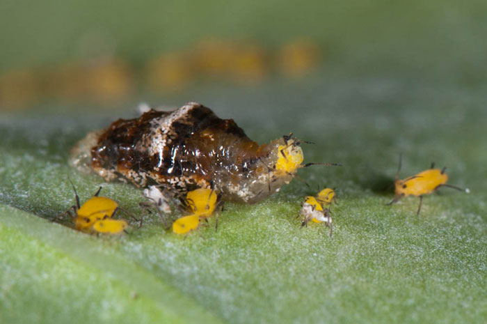 The hoverfly larva looks like a terrifying alien as it eats an aphid.