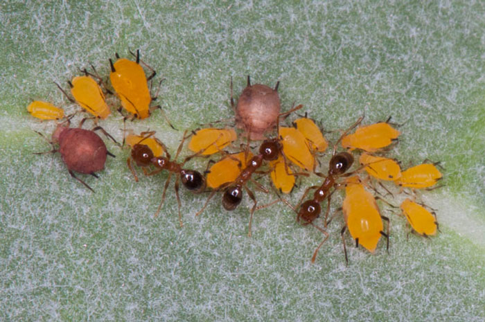 Some ants will take care of aphids, like tiny shepherds.