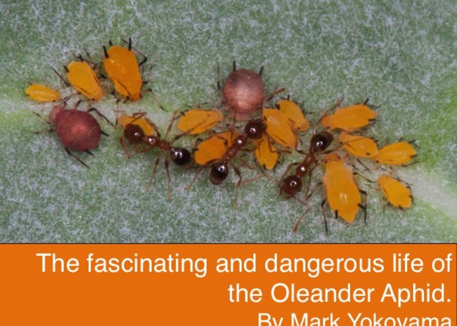 The Fascinating and Dangerous Life of the Oleander Aphid