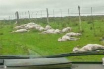 Changements climatiques majeurs: 30.000 moutons tués par une tempête