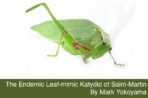 The Endemic Leaf-mimic Katydid of Saint-Martin