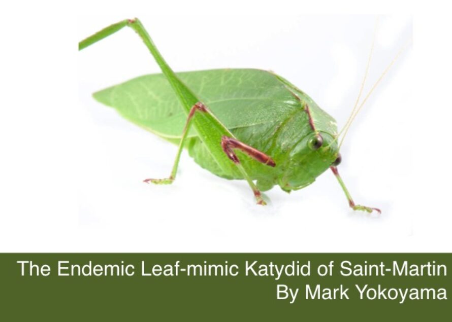 The Endemic Leaf-mimic Katydid of Saint-Martin