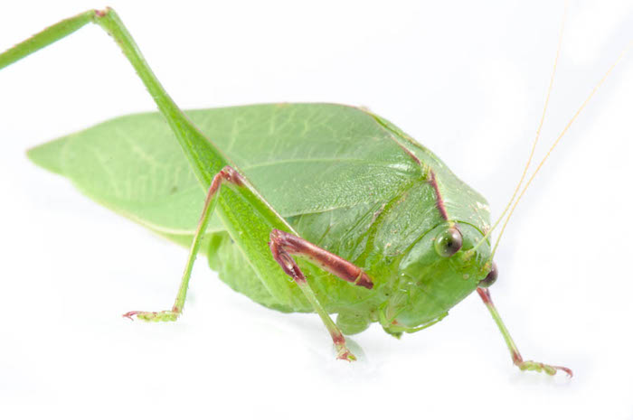 This leaf-mimic katydid is found only on St. Martin.