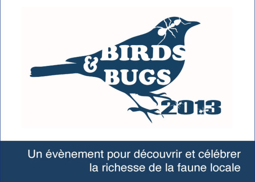 Saint-Martin. Les amoureux de la nature organisent l’évènement Birds & Bugs 2013, Samedi 7 Décembre