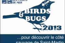 Saint-Martin. Plus de 200 participants enthousiasmés par Birds & Bugs 2013 malgré la pluie