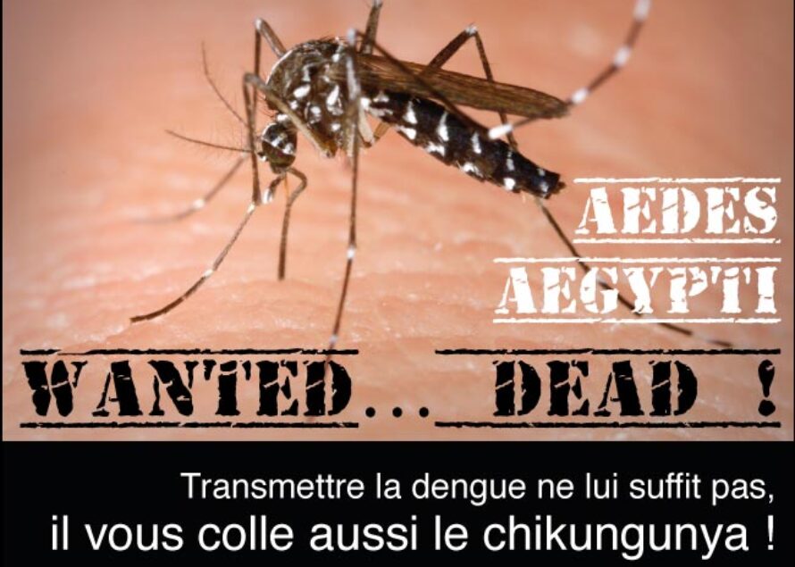 Chikungunya. Piqure de rappel et ouverture de la chasse au moustique