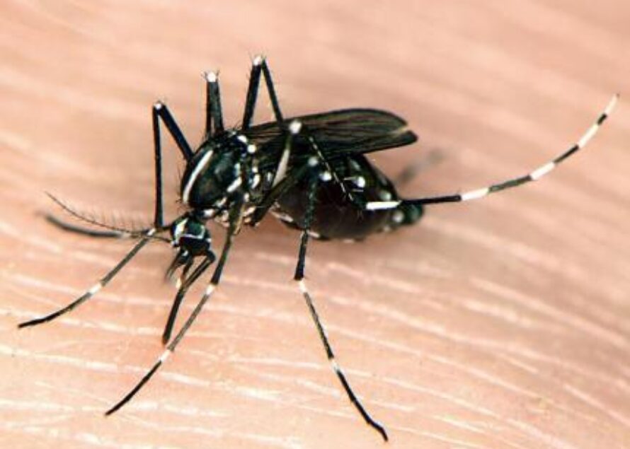 Antilles. Epidémie de Chikungunya pourrait s’étendre sur l’ensemble des îles