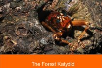 Forest Katydid. A piece of Saint-Martin Wildlife