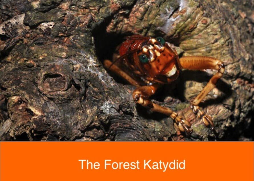 Forest Katydid. A piece of Saint-Martin Wildlife