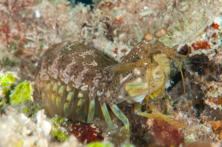 The mantis shrimp can be difficult to find, but some species in the area reach up to 12cm or more in length