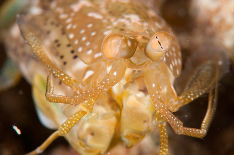 The eyes of the mantis shrimp are highly complex and capable of seeing many kinds of light