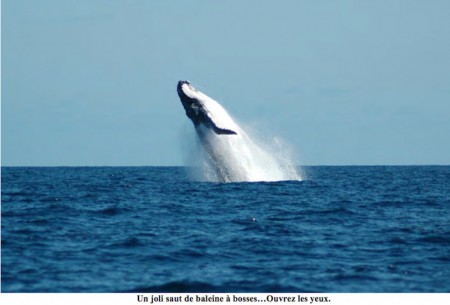 150214-Baleine