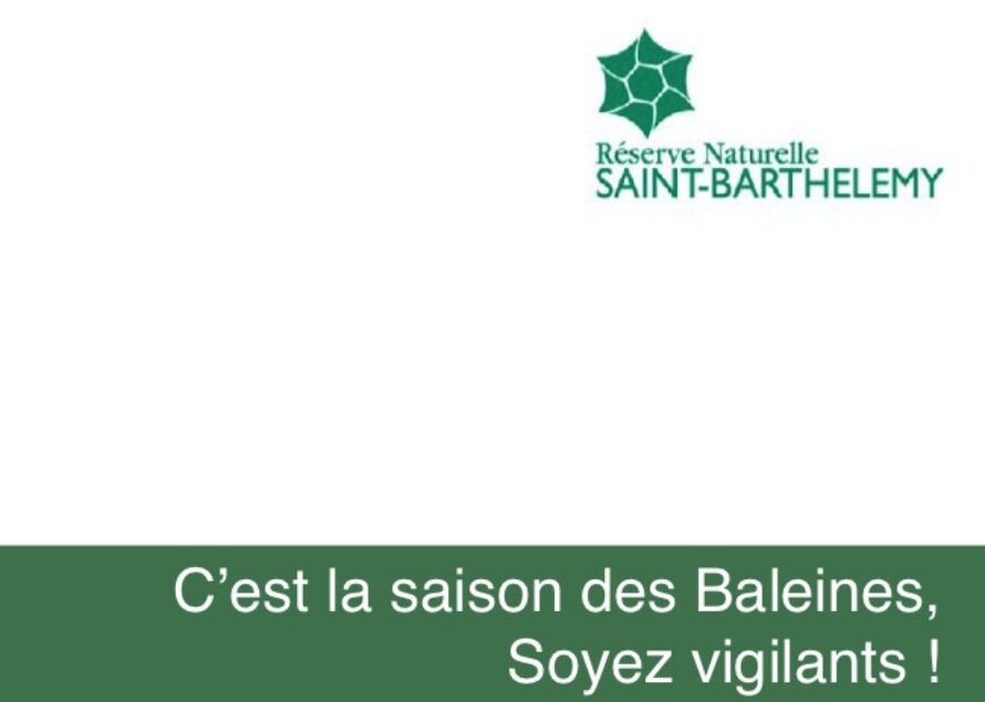 Saint Barthélemy. Les baleines arrivent !