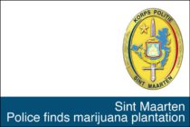 Sint Maarten. Destruction d’une belle plantation de marijuana