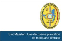 Sint Maarten. Une deuxième plantation de 331 plants de marijuana détruite