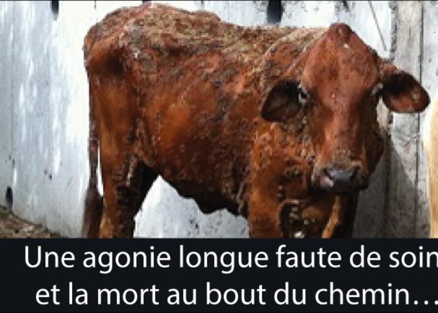 Courrier du lecteur – Comment peut-on laisser ses animaux crever de la sorte et se prétendre éleveur ?