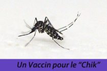 Chikungunya : un vaccin efficace chez l’homme made in USA